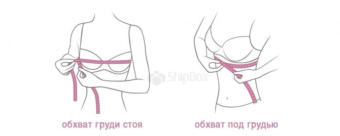 замерить обхват груди